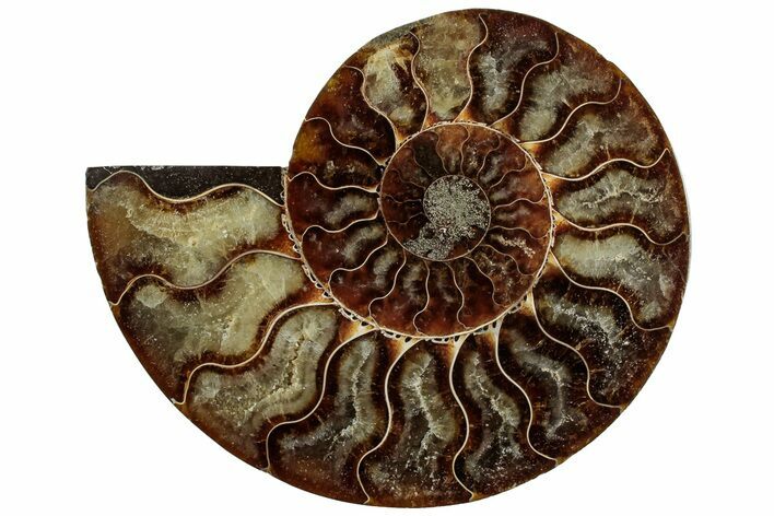 Cut & Polished Ammonite Fossil (Half) - Madagascar #308189